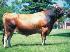 Raca: jersey (leite) rgd: 25249-b